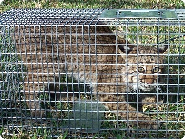 Cage Trapping – Dougherty & Sons Trapping Supplies